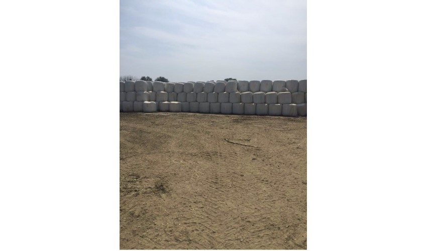 3-Mısır Silajı aylık 10.000 ton tedarik etme yeteneği 1. sınıf - 2. sınıf